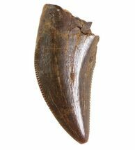 Small Theropod (Raptor) Tooth - Judith River Formation #72553