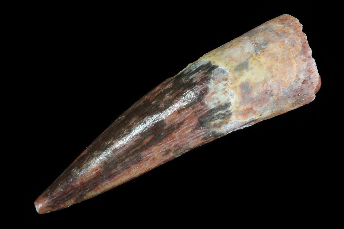 dinosaur tooth for sale