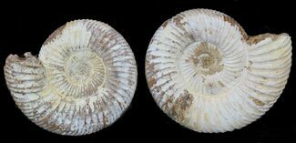 2 1/4" Perisphinctes Ammonites Fossils - Madagascar - Fossil #75597