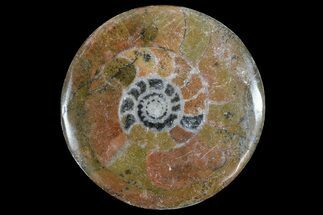 - Polished, Fossil Goniatite Button #75651