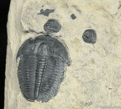 Elrathia And Bolaspidella Trilobite #909