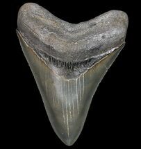 Serrated, Fossil Megalodon Tooth - Great Tip! #75793
