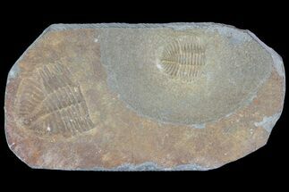 Partial Ogyginus Trilobites - Classic British Trilobite #75918