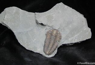 Prone Flexicalymene Trilobite ( Inches) #918