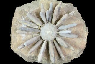 Wide Urchin (Asterocidaris) Fossil - Jurassic #76381