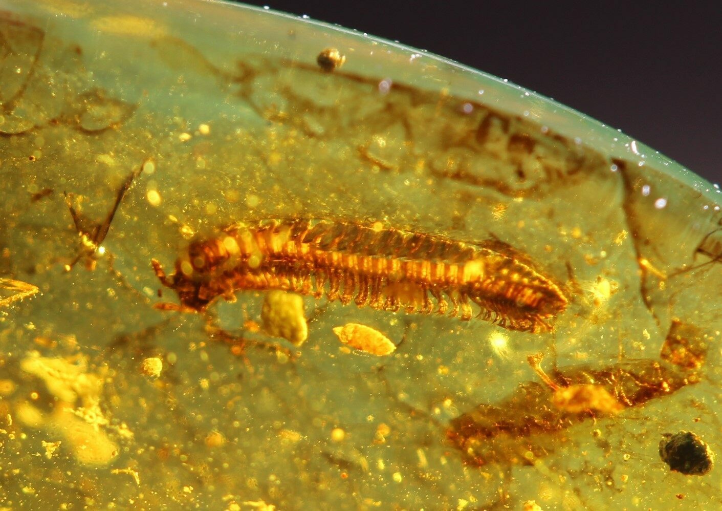 Rare, Cretaceous Fossil Millipede In Amber Myanmar For Sale (76476