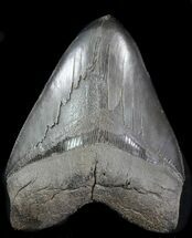 Megalodon Size: How Big Was The Megalodon Shark? - FossilEra.com