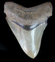 Serrated, Fossil Megalodon Tooth - Great Color #76554