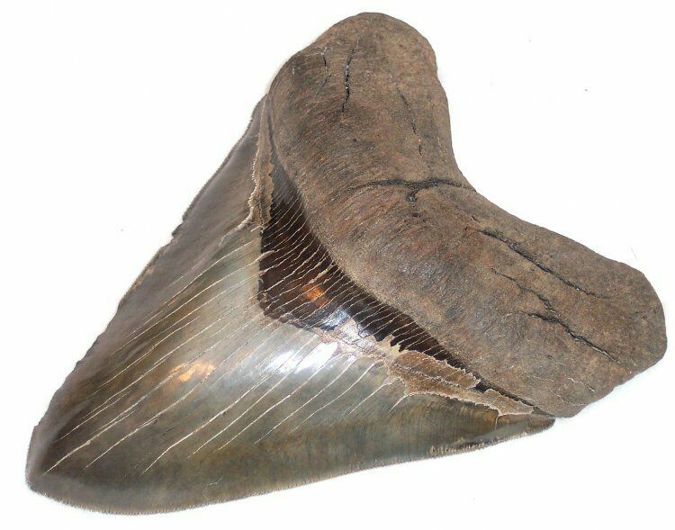 Megalodon Tooth From South Carolina - Incredibly Rare! #76664