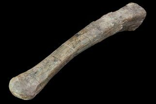 Hadrosaur (Kritosaurus) Metacarpal - Aguja Formation, Texas #76728