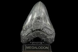 Serrated Monster Megalodon Tooth #76965