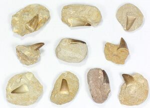 Lot: Large Mosasaur Teeth In Rock - Pieces #77100