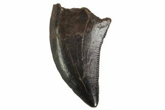 Serrated, Raptor Tooth (Acheroraptor?) - Montana #77391