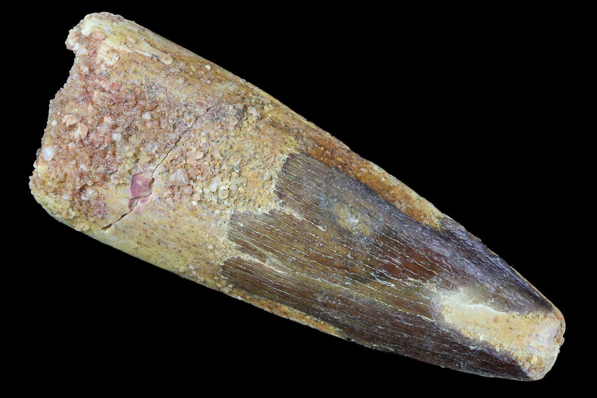 real spinosaurus tooth for sale