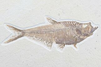 Excellent, Diplomystus Fossil Fish - Wyoming #77798