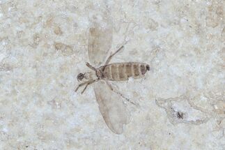 Fossil March Fly (Plecia) From Wyoming - Exceptional Example #77852