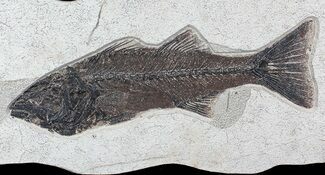 Large, Mioplosus Fossil Fish - Inch Layer #77879