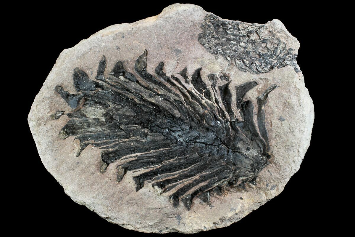 Rare, 5" Miocene Fossil Pine Cone - Czech Republic.