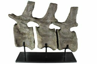 Three, Large Articulated Camarasaurus On Metal Stand - Colorado #77931