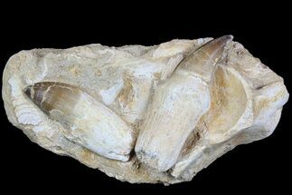 Two Rooted Mosasaur Teeth With Bone Fragments - Morocco #78094