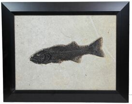 Framed Fossil Fish (Mioplosus) From Wyoming - Gorgeous #78133