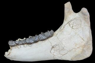 Fossil Titanothere (Megacerops) Jaw - South Dakota #78146