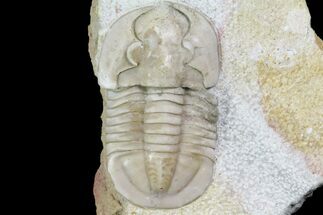 Niobella Lindstroemi Trilobite - Rare Species #78543