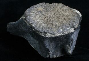 Wide Whale Vertebrae - Florida #6082