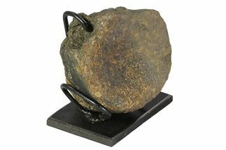 Hadrosaur (Maiasaura) Vertebrae With Stand - Montana #78807