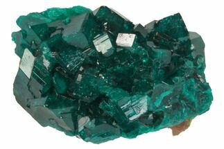 Lustrous, Dioptase Crystal Cluster (Large Crystals) - Namibia #78697