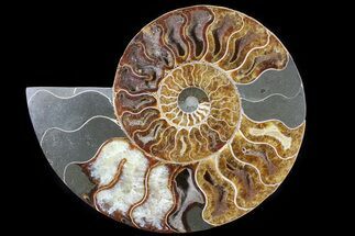 Newly Added Fossils For Sale - FossilEra.com