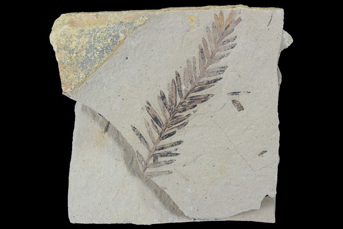 Metasequoia Dawn Redwood Fossil