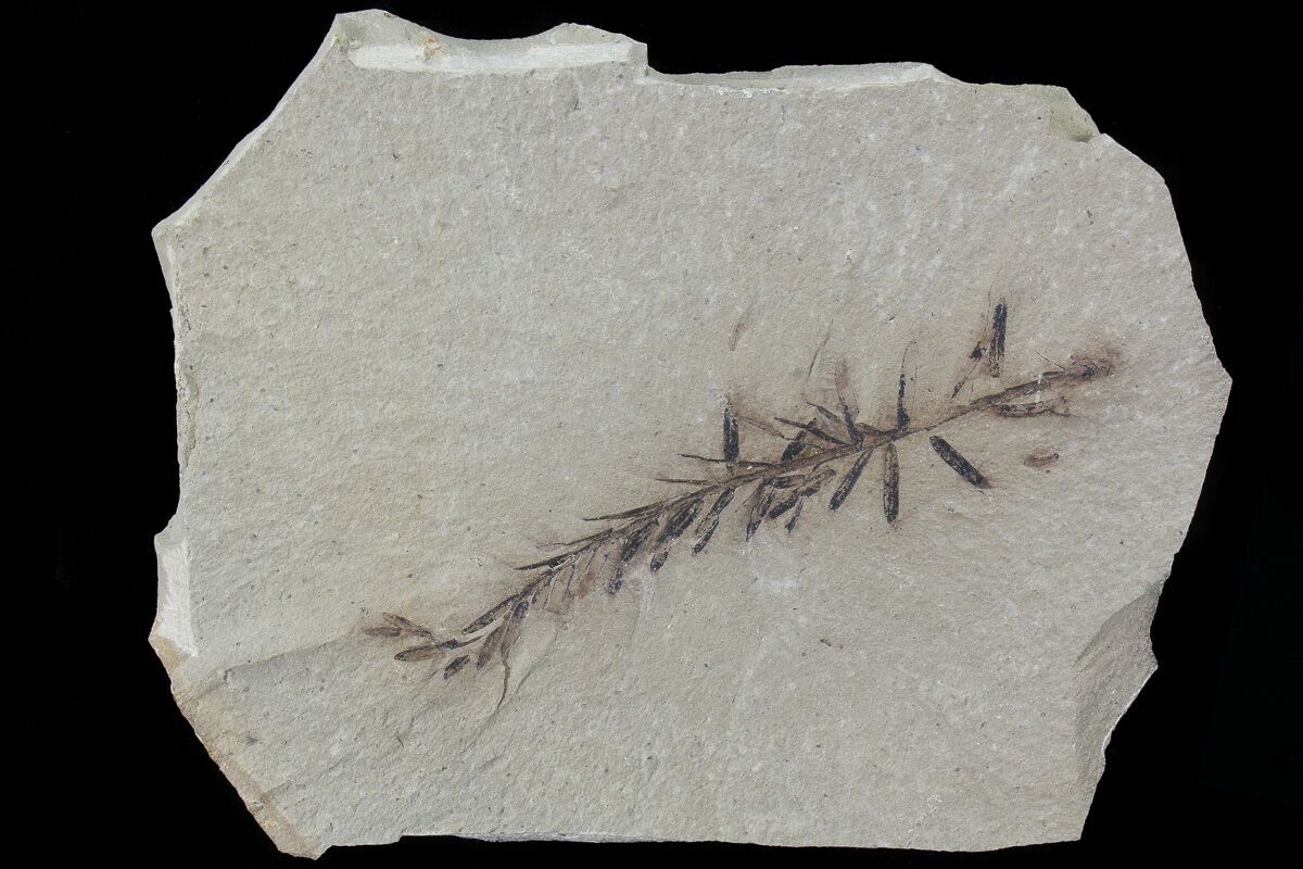 Metasequoia Dawn Redwood Fossil