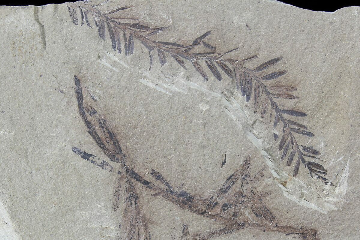 Metasequoia Dawn Redwood Fossil