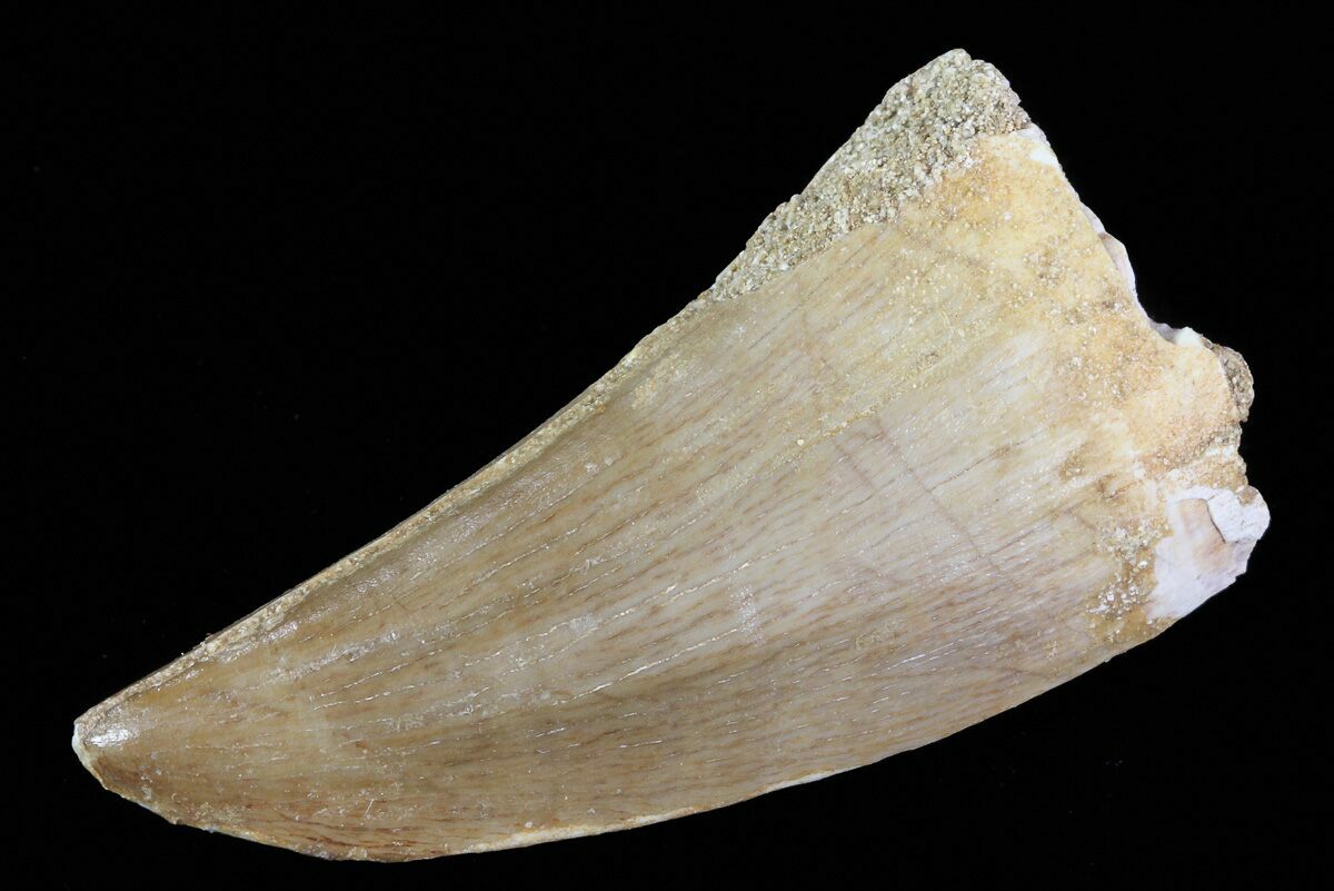 mosasaurus tooth