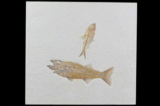 Pair Of Fossil Fish Including Mioplosus - Wyoming #79830