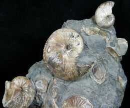 Hoploscaphites Ammonite Multiple Display #6101