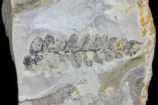 Fern (Neuropteris) Fossil & Bivalves - Kinney Quarry, NM #80417