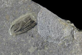 Fossil Cockroach (Syscioblatta) Wing & Bivalves - Kinney Quarry, NM #80418