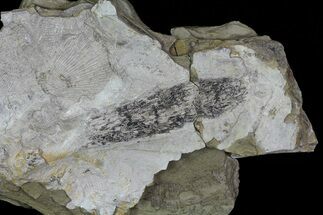 Rare, Pennsylvanian Fossil Cone & Bivalves - Kinney Quarry, NM #80434