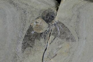 Rare Fossil Cockroach (Syscioblatta) - Kinney Quarry, NM #80478