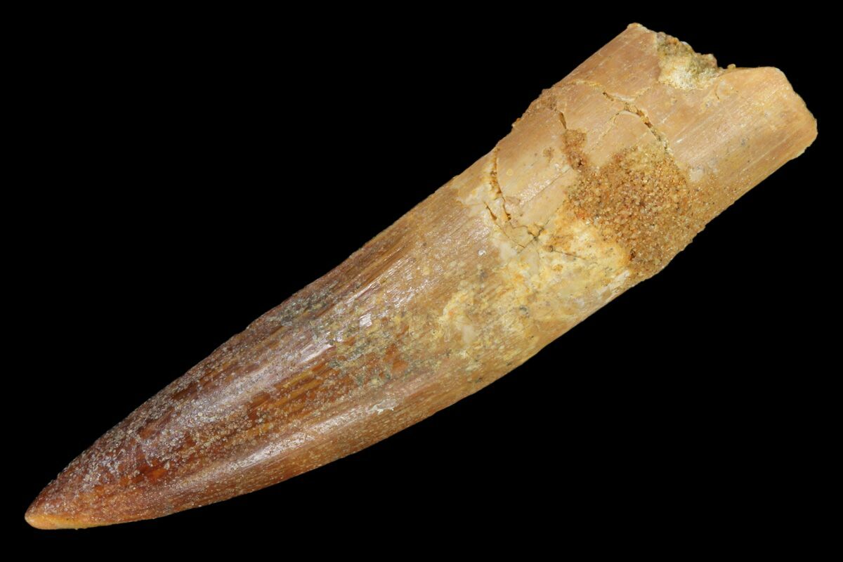 a dinosaur tooth