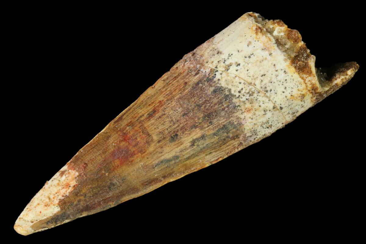 real spinosaurus tooth