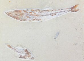 Enchodus With Coccodus Fossil Fish - Lebanon (Special Price) #70487