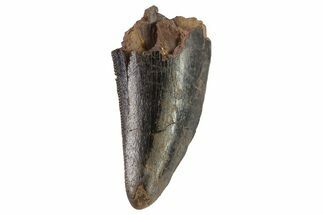 Serrated, Partial Tyrannosaur (Nanotyrannus) Tooth #81366