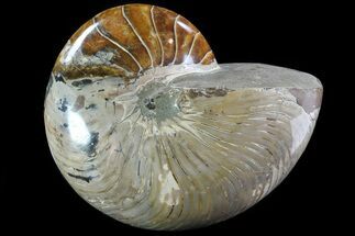 Huge, Polished Nautilus Fossil - Madagascar #81405