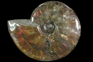 Iridescent Red Flash Ammonite - Madagascar #81381