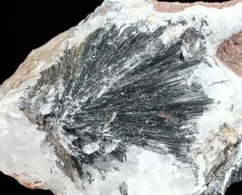 Metallic, Pyrolusite Cystals On Quartz - Morocco #56962