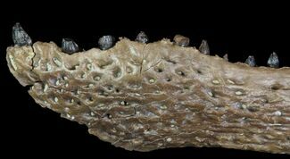Crocodile Jaw With Teeth - Hell Creek Formation #81643