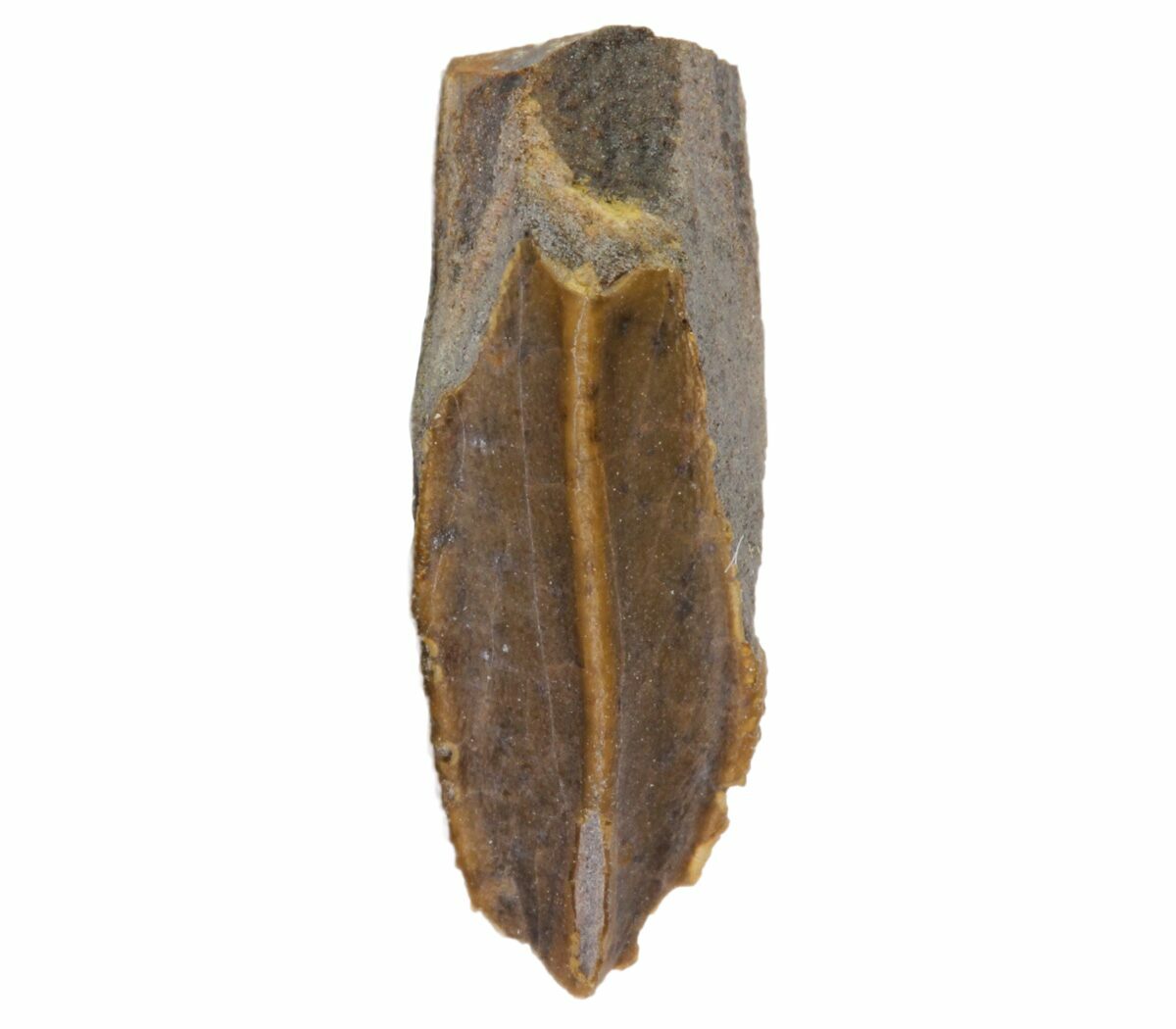 edmontosaurus teeth